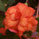Бегония Sun Dancer Yellow Red Picotee SunDancerYellowRedPic фото 2