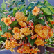 Бегония Sun Dancer Yellow Red Picotee SunDancerYellowRedPic фото 1
