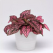 Гипоэстес Splash Select Rose SplashSelectRose фото 1