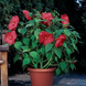 Гибискус Luna Red pro-giblunred-100 фото 2