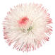Маргаритка Habanera Rose pro-marhabros-1000 фото 2