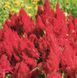 Целозiя периста Fresh Look Red celperfreloored-10 фото 2