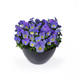 Виола Wellspring Blue New2027 pro-WellspringBlue-1000 фото 1