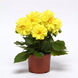 Жоржина Figaro Yellow Shades FigaroYellowShades фото 2