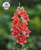 Львиный зев DoubleShot Full F1 Orange Bicolour DoubleShotOrangeBicolor-10 фото