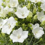 Дзвоник карпатский Pristar White pro-kolkarpriwhi-1000 фото