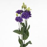 Еустома Alissa 2 Blue II pro-eusali2blu-1000 фото