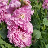 Маттіола Iron Pink pro-matiropin-1000 фото