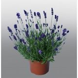 Лаванда Promise Violet Blue PromiseVioletBlue фото