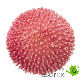 Маргаритка Tasso Pink TassoPink фото
