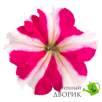 Петунiя Success!360 F1 Rose Star pro-Success!360F1RoseS-500dr фото