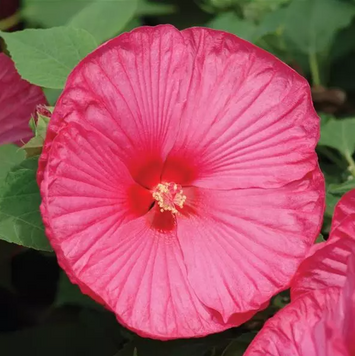 Гибискус Luna Rose pro-giblunros-100 фото