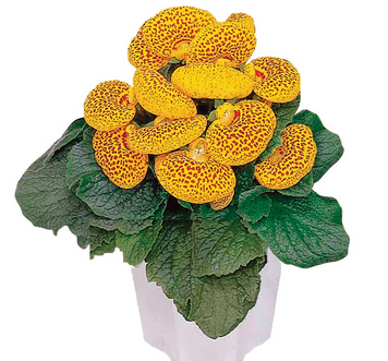 Кальцеолярия Dainty F1 Yellow with Spots DaintyYellowSpots фото