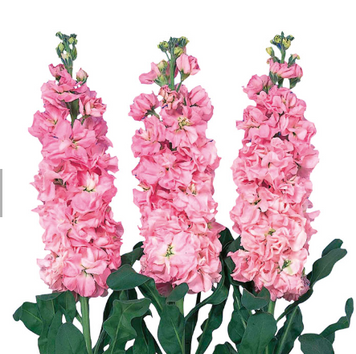 Маттіола Iron Pink pro-matiropin-1000 фото