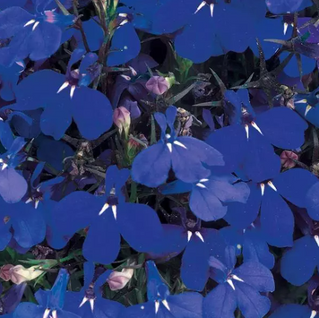Лобелія Riviera Marine Blue pro-lobrivmarblu-25000 фото