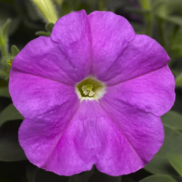 Петунія Picobella F1 Lavender PicobellaWhite фото