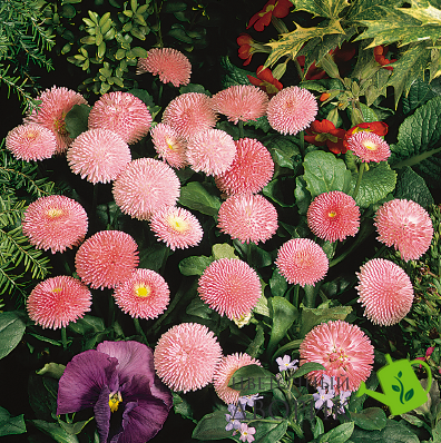 Маргаритка Tasso Pink TassoPink фото