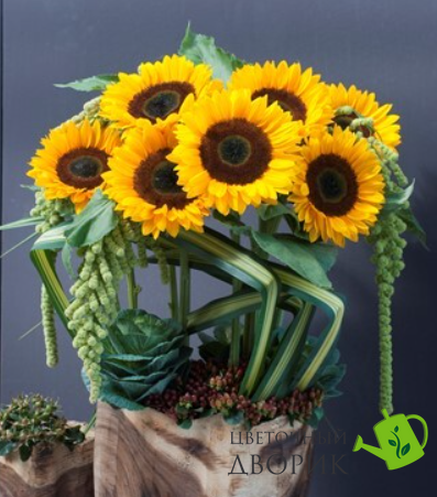 Подсолнух Sunrich F1 Orange pro-SunrichOrange-1000 фото