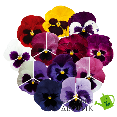 Вiола Inspire DeluXXe F1 Blotch Mix pro-InspireDeluXXeBlotchMix-500 фото