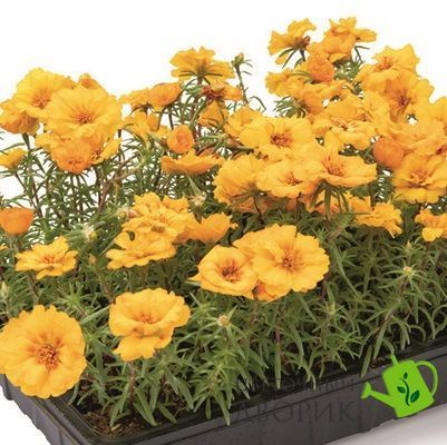 Портулак великоквітковий Sundial Gold pro-SundialGold-1000 фото