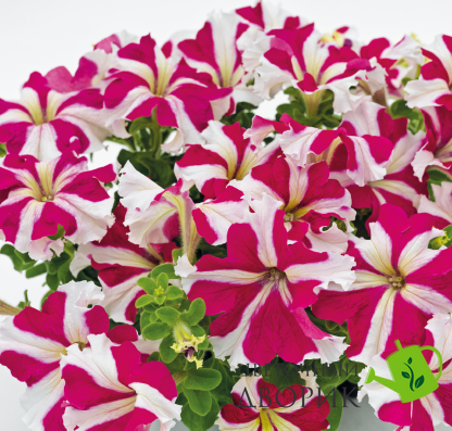 Петунiя Success!360 F1 Rose Star pro-Success!360F1RoseS-500dr фото