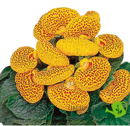 Кальцеолярия Dainty F1 Yellow with Spots DaintyYellowSpots фото