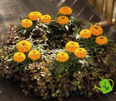 Тагетес Discovery Orange pro-tagdis-500 фото