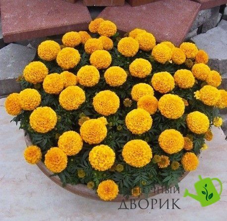 Тагетес Discovery Orange pro-tagdis-500 фото