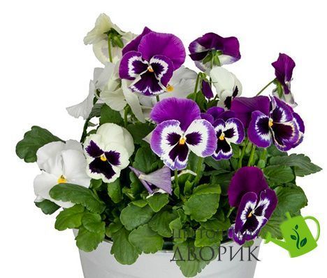 Віола Inspire Plus F1 Blueberry Pie Mix pro-vioinspluf1blupiemix-1000 фото