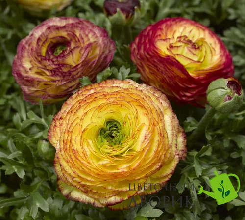 Ранункулюс Mache Lemon Rose Bicolor pro-Mach&eacute;LemonRoseBicolor-1000 фото