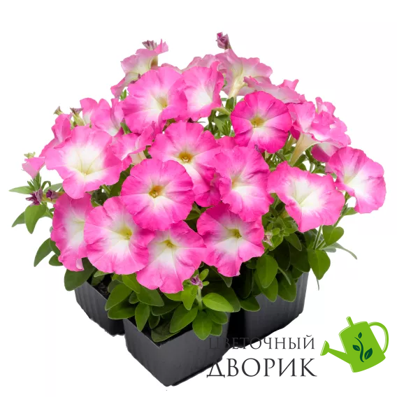 Петунія Picobella F1 Rose Morn PicobellaRoseMorn фото