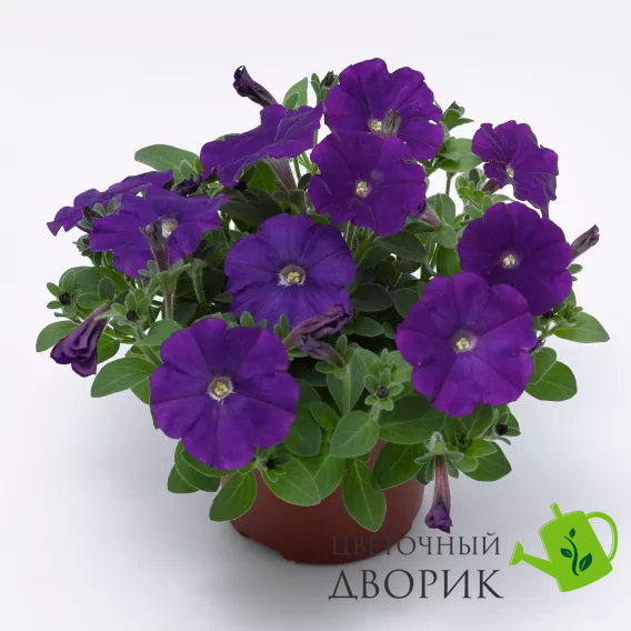 Петунія FlashForward F1 Blue pro-petflaf1blu-1000 фото