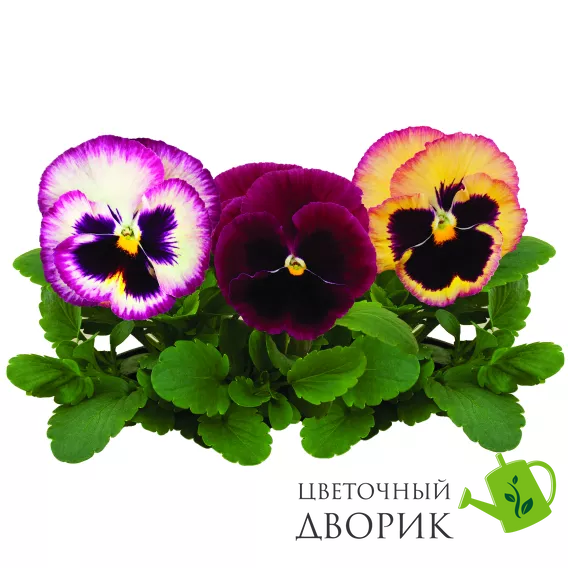 Вiола Colossus F1 Rose Surprise ColossusRoseSurprise фото