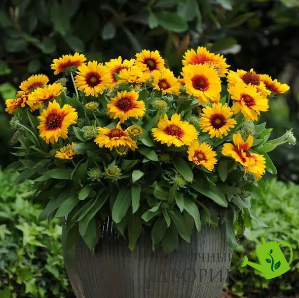 Гайлардія Mesa Bright Bicolor pro-gajmesbribic-500 фото