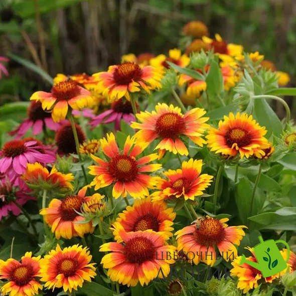 Гайлардія Mesa Bright Bicolor pro-gajmesbribic-500 фото
