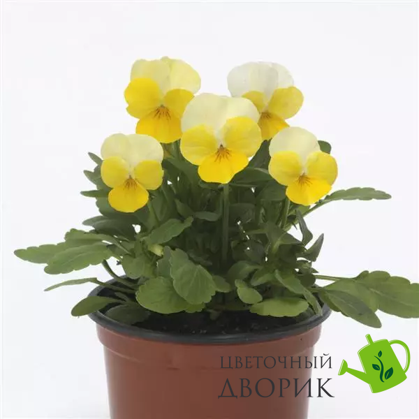 Виола Sorbet XP Yellow Beacon pro-SorbetXPYellowBeacon-1000 фото