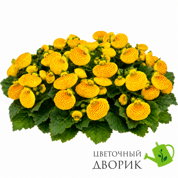 Кальцеолярия Dainty F1 Yellow with Spots DaintyYellowSpots фото