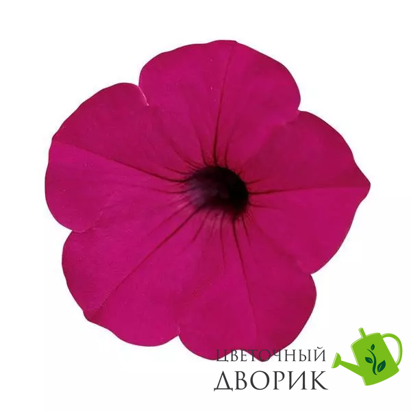 Петуния Tidal Wave F1 Purple pro-pettidwavf1pur-100 фото