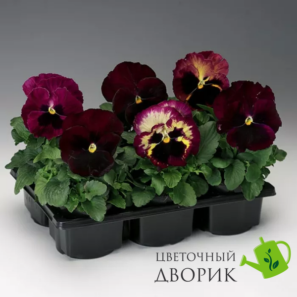 Вiола Colossus F1 Rose Surprise ColossusRoseSurprise фото