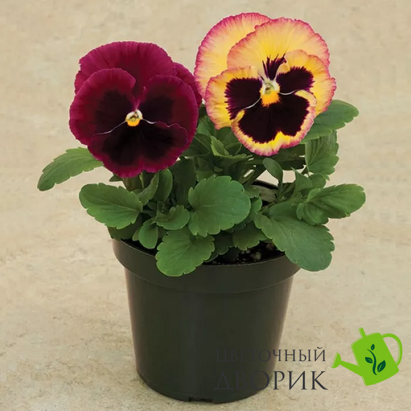 Вiола Colossus F1 Rose Surprise ColossusRoseSurprise фото