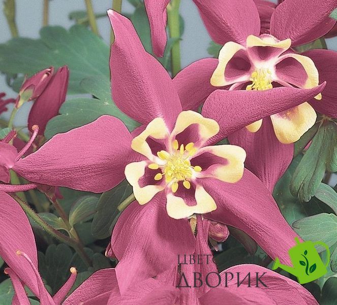 Аквілегія Spring Magic Rose&Ivory pro-akvilssprmra-1000 фото