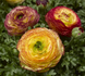Ранункулюс Mache Lemon Rose Bicolor pro-Mach&eacute;LemonRoseBicolor-1000 фото 2