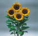 Подсолнух Sunrich F1 Orange pro-SunrichOrange-1000 фото 1