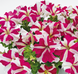 Петунiя Success!360 F1 Rose Star pro-Success!360F1RoseS-500dr фото 3