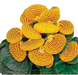 Кальцеолярия Dainty F1 Yellow with Spots DaintyYellowSpots фото 3