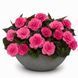Бегония Nonstop Mocca F1 Pink Shades NonstopMoccaPinkShades фото 1