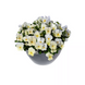 Віола Wellspring Ivory New2027 pro-WellspringIvory-1000 фото 1