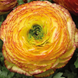 Ранункулюс Mache Lemon Rose Bicolor pro-Mach&eacute;LemonRoseBicolor-1000 фото 1