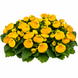 Кальцеолярия Dainty F1 Yellow with Spots DaintyYellowSpots фото 2