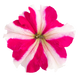 Петунiя Success!360 F1 Rose Star pro-Success!360F1RoseS-500dr фото 2